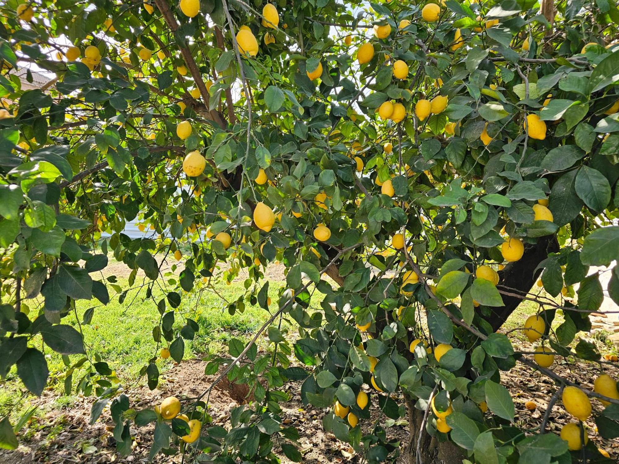 La Orquidea De Cordoba Villa Exterior photo